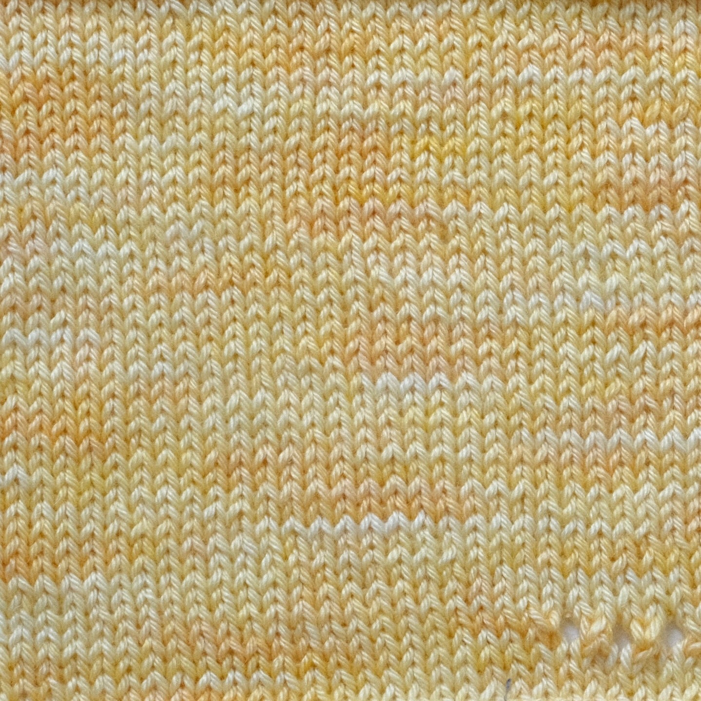 Forsythia
